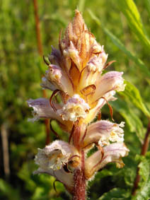 Orobanche hederae